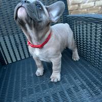 Bulldog francese maschi