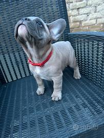 Bulldog francese maschi