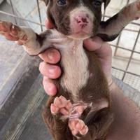 Cuccioli pitbull