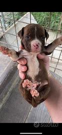 Cuccioli pitbull