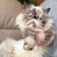 Molly Gatta persiano ipertipico