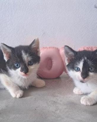 Gattini stupendi