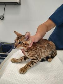 Cuccioli di gatto 100% razza Bengala
