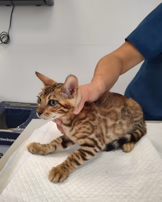 Cuccioli di gatto 100% razza Bengala
