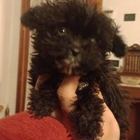 Cucciolo mini Toy barboncino