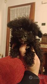 Cucciolo mini Toy barboncino