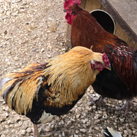 Gallo oliveegger