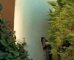 WINDSURF ten cate xr amatori&collezionisti