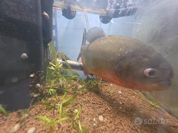 Piranha dal ventre rosso