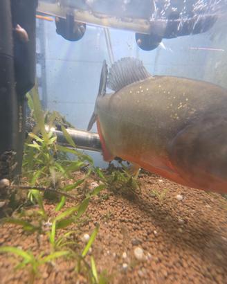 Piranha dal ventre rosso