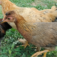 Galline