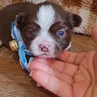 Cucciolo chihuahua mini pelo lungo