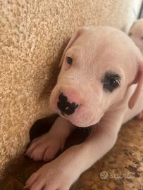 Disponibili cuccioli di Dogo Argentino