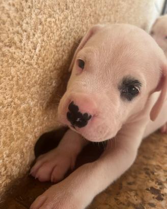 Disponibili cuccioli di Dogo Argentino