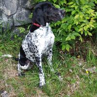 Bracco Pointer da Tartufi e Porcini