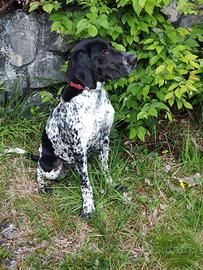 Bracco Pointer da Tartufi e Porcini