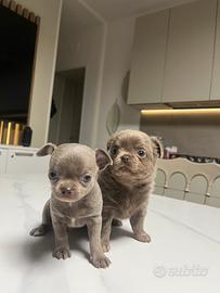 Cuccioli maschi chihuahua Lilac??