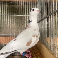 Tortore risoria pezzate