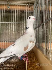 Tortore risoria pezzate