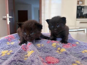 Cuccioli di Maine coon con pedigree