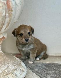 Cuccioli x tartufi