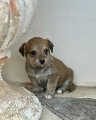 Cuccioli x tartufi