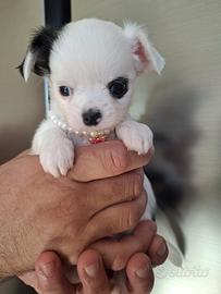 Chihuahua 3 mesi mini toy