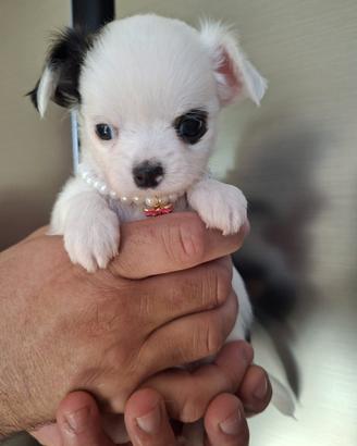 Chihuahua 3 mesi mini toy