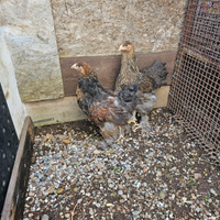 Coppia galline brahma