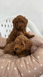 Barboncini toy red maschi