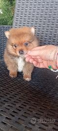 cucciolo maschietto di Spitz tedesco nano 
