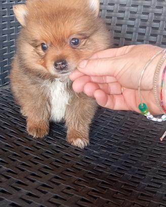 cucciolo maschietto di Spitz tedesco nano 