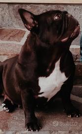 Bulldog francese