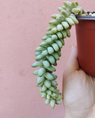 Sedum burrito