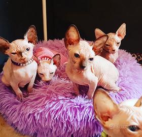 Sphynx
