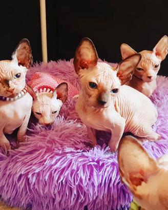 Sphynx