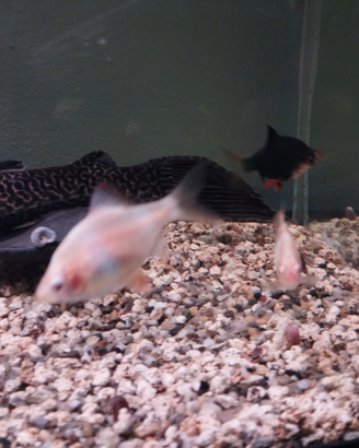 Barbus green e albini