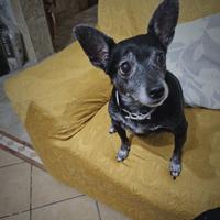 Cagnolina per compagnia