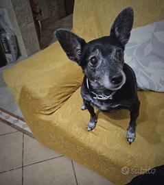 Cagnolina per compagnia