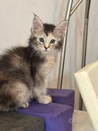 MAINE COON Cucciole 3 rate SHADED pedigree