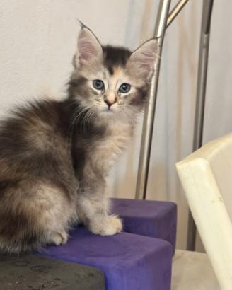 MAINE COON Cucciole 3 rate SHADED pedigree