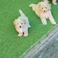 Maltipoo fulvo & total black