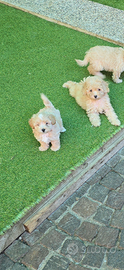 Maltipoo fulvo & total black
