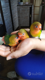 Inseparabili Fischer allevati a mano