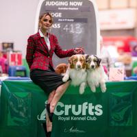 Australian Shepherd per monte