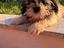 Immagine 2
