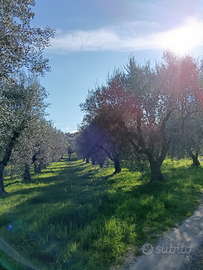 Terreno di ulivi