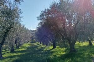 Terreno di ulivi