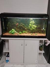 acquario 