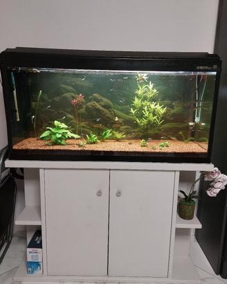 acquario 